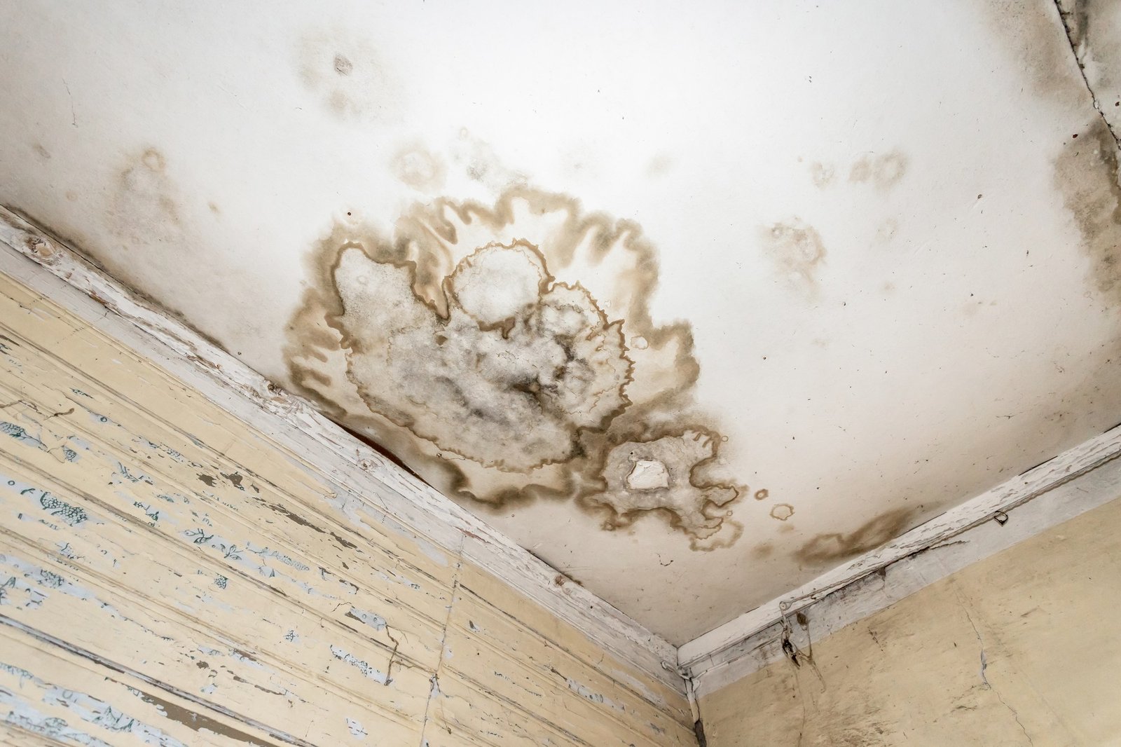 Schimmelflecken an der Decke einer Wohnung