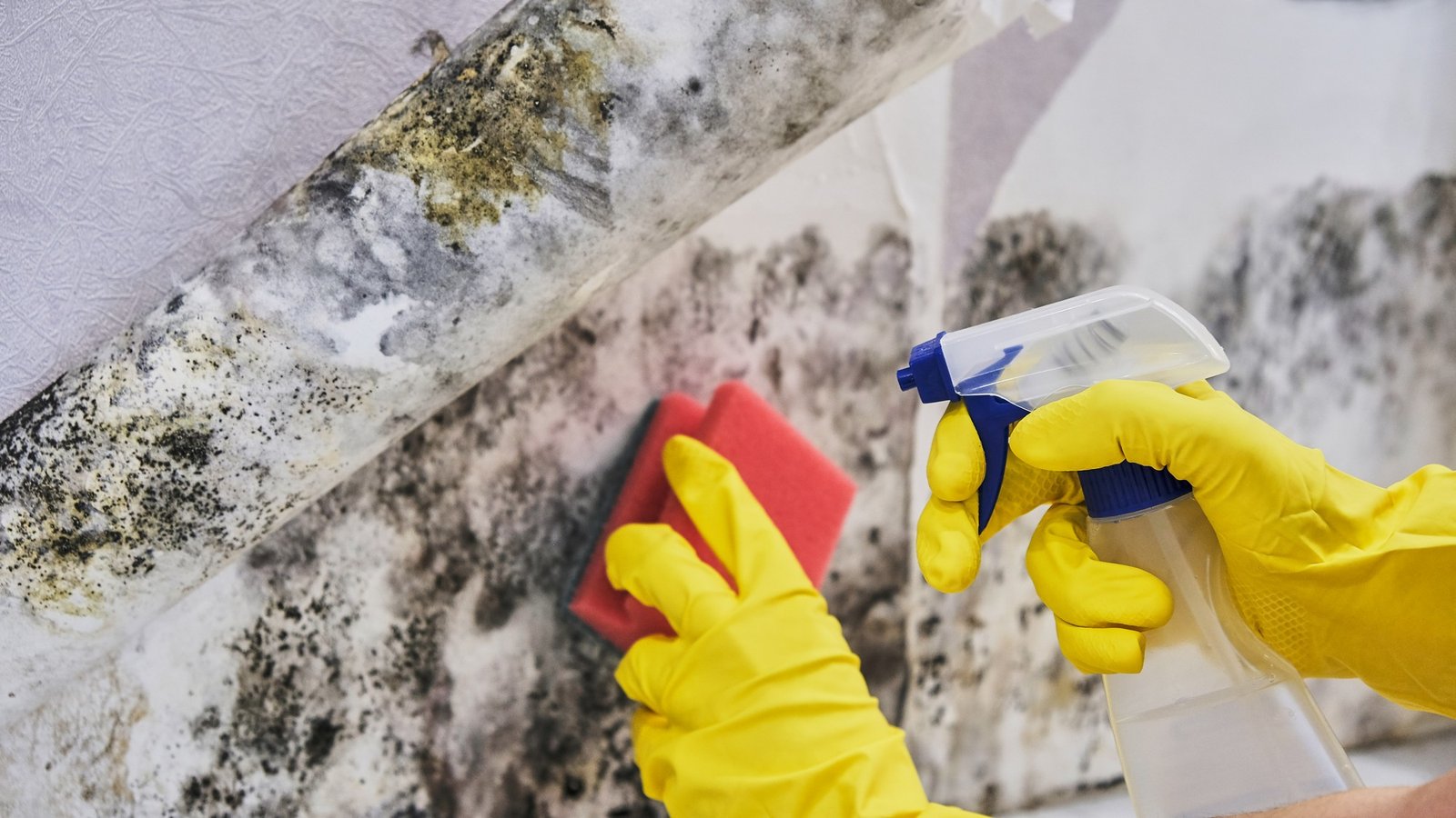 Person reinigt Schimmelflecken an der Decke
